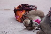 Canon EOS DIGITAL REBEL XSi, 2010:04:11 21:04:20 -- 1/100 sec, f/5.6.  No Flash, Compulsory.3088x2056 Off.