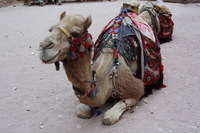 Canon EOS DIGITAL REBEL XSi, 2010:04:11 21:06:24 -- 1/50 sec, f/5.0.  No Flash, Compulsory.3088x2056 Off.