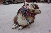 Canon EOS DIGITAL REBEL XSi, 2010:04:11 21:06:43 -- 1/60 sec, f/5.0.  No Flash, Compulsory.3088x2056 Off.