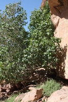 Canon EOS DIGITAL REBEL XSi, 2010:04:12 12:47:08 -- 1/200 sec, f/10.0.  No Flash, Compulsory.3088x2056 Off.