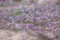 Canon EOS DIGITAL REBEL XSi, 2010:04:12 19:19:28 -- 1/400 sec, f/7.1.  No Flash, Compulsory.3088x2056 Off.