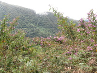 Canon PowerShot A590 IS, 2010:05:01 14:54:44 -- 1/100 sec, f/4.0.  No Flash, Auto.3264x2448 Red-Eye Reduction (Auto).