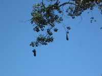 Canon PowerShot A590 IS, 2010:05:02 13:16:04 -- 1/400 sec, f/5.5.  No Flash, Auto.3264x2448 Red-Eye Reduction (Auto).