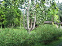 Canon PowerShot A590 IS, 2010:05:02 14:48:56 -- 1/100 sec, f/4.0.  No Flash, Auto.3264x2448 Red-Eye Reduction (Auto).