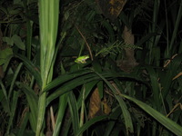 Canon PowerShot A590 IS, 2010:05:02 21:04:04 -- 1/60 sec, f/5.5.  Flash, Auto, Red-Eye Reduce.3264x2448 Red-Eye Reduction (Auto).