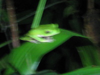 Canon PowerShot A590 IS, 2010:05:02 21:04:38 -- 1 sec, f/5.5.  No Flash, Compulsory.3264x2448 Off.