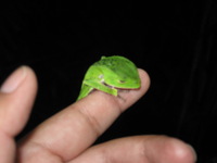 Canon PowerShot A590 IS, 2010:05:02 21:05:30 -- 1/60 sec, f/4.5.  Flash, Auto, Red-Eye Reduce.3264x2448 Red-Eye Reduction (Auto).