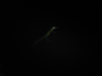 Canon PowerShot A590 IS, 2010:05:02 21:10:41 -- 1 sec, f/5.5.  No Flash, Compulsory.3264x2448 Off.