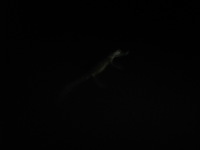 Canon PowerShot A590 IS, 2010:05:02 21:10:55 -- 1 sec, f/5.5.  No Flash, Compulsory.3264x2448 Off.