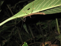 Canon PowerShot A590 IS, 2010:05:02 21:23:41 -- 1/60 sec, f/5.5.  Flash, Auto, Red-Eye Reduce.3264x2448 Red-Eye Reduction (Auto).