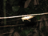 Canon PowerShot A590 IS, 2010:05:02 21:35:30 -- 1/60 sec, f/5.0.  Flash, Auto, Red-Eye Reduce.3264x2448 Red-Eye Reduction (Auto).