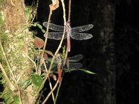 Canon PowerShot A590 IS, 2010:05:02 21:37:08 -- 1/60 sec, f/4.0.  Flash, Auto, Red-Eye Reduce.3264x2448 Red-Eye Reduction (Auto).