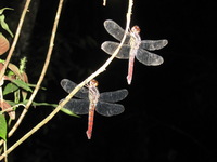 Canon PowerShot A590 IS, 2010:05:02 21:37:17 -- 1/60 sec, f/4.0.  Flash, Auto, Red-Eye Reduce.3264x2448 Red-Eye Reduction (Auto).