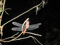 Canon PowerShot A590 IS, 2010:05:02 21:37:55 -- 1/60 sec, f/2.6.  Flash, Auto, Red-Eye Reduce.3264x2448 Red-Eye Reduction (Auto).