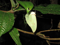 Canon PowerShot A590 IS, 2010:05:02 21:51:17 -- 1/60 sec, f/4.5.  Flash, Auto, Red-Eye Reduce.3264x2448 Red-Eye Reduction (Auto).