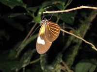 Canon PowerShot A590 IS, 2010:05:02 21:53:47 -- 1/60 sec, f/5.5.  Flash, Auto, Red-Eye Reduce.3264x2448 Red-Eye Reduction (Auto).