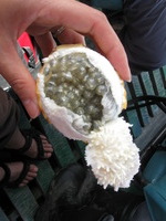 Canon PowerShot A590 IS, 2010:05:03 13:16:50 -- 1/100 sec, f/4.0.  No Flash, Auto.3264x2448 Red-Eye Reduction (Auto).