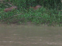 Canon PowerShot A590 IS, 2010:05:06 07:31:17 -- 1/60 sec, f/5.5.  Flash, Auto, Red-Eye Reduce.3264x2448 Red-Eye Reduction (Auto).