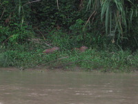 Canon PowerShot A590 IS, 2010:05:06 07:31:31 -- 1/60 sec, f/5.5.  Flash, Auto, Red-Eye Reduce.3264x2448 Red-Eye Reduction (Auto).