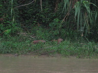 Canon PowerShot A590 IS, 2010:05:06 07:31:44 -- 1/60 sec, f/5.5.  Flash, Auto, Red-Eye Reduce.3264x2448 Red-Eye Reduction (Auto).