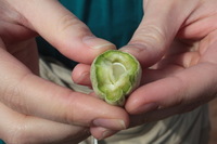 Canon EOS 5D Mark II, 2010:04:09 10:54:09 -- 1/40 sec, f/25.0.  No Flash, Compulsory.5616x3744 Off.