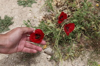 Canon EOS 5D Mark II, 2010:04:09 12:02:32 -- 1/60 sec, f/20.0.  No Flash, Compulsory.5616x3744 Off.