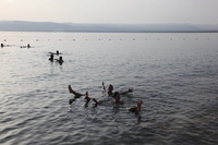 Canon EOS 5D Mark II, 2010:04:09 17:35:16 -- 1/320 sec, f/11.0.  No Flash, Compulsory.5616x3744 Off.