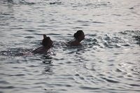 Canon EOS 5D Mark II, 2010:04:09 17:36:42 -- 1/640 sec, f/9.0.  No Flash, Compulsory.5616x3744 Off.