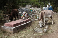 Canon EOS 5D Mark II, 2010:04:27 11:03:41 -- 1/160 sec, f/9.0.  No Flash, Compulsory.5616x3744 Off.