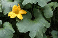 Canon EOS 5D Mark II, 2010:04:27 12:02:29 -- 1/100 sec, f/5.6.  No Flash, Compulsory.5616x3744 Off.