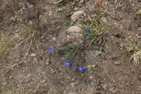 Canon EOS 5D Mark II, 2010:04:27 12:46:19 -- 1/320 sec, f/7.1.  No Flash, Compulsory.5616x3744 Off.