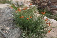 Canon EOS 5D Mark II, 2010:04:27 13:21:39 -- 1/200 sec, f/8.0.  No Flash, Compulsory.5616x3744 Off.