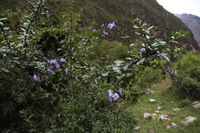 Canon EOS 5D Mark II, 2010:04:27 15:53:49 -- 1/100 sec, f/7.1.  No Flash, Compulsory.5616x3744 Off.