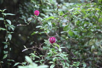 Canon EOS 5D Mark II, 2010:04:27 15:57:40 -- 1/100 sec, f/4.0.  No Flash, Compulsory.5616x3744 Off.