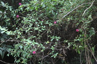 Canon EOS 5D Mark II, 2010:04:27 15:57:45 -- 1/50 sec, f/4.0.  No Flash, Compulsory.5616x3744 Off.