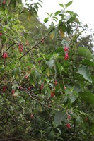 Canon EOS 5D Mark II, 2010:04:27 15:57:58 -- 1/100 sec, f/5.0.  No Flash, Compulsory.5616x3744 Off.