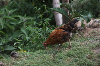 Canon EOS 5D Mark II, 2010:04:27 16:33:51 -- 1/125 sec, f/4.5.  No Flash, Compulsory.5616x3744 Off.