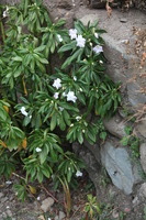 Canon EOS 5D Mark II, 2010:04:27 16:44:49 -- 1/80 sec, f/5.0.  No Flash, Compulsory.5616x3744 Off.