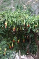 Canon EOS 5D Mark II, 2010:04:27 16:44:52 -- 1/125 sec, f/4.0.  No Flash, Compulsory.5616x3744 Off.