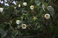 Canon EOS 5D Mark II, 2010:04:27 17:00:25 -- 1/100 sec, f/4.5.  No Flash, Compulsory.5616x3744 Off.