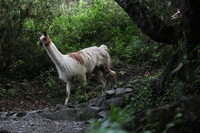 Canon EOS 5D Mark II, 2010:04:27 17:20:39 -- 1/80 sec, f/4.0.  No Flash, Compulsory.5616x3744 Off.