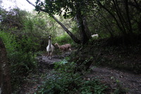 Canon EOS 5D Mark II, 2010:04:27 17:20:42 -- 1/20 sec, f/4.0.  No Flash, Compulsory.5616x3744 Off.