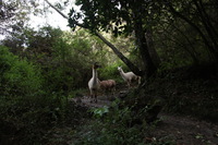 Canon EOS 5D Mark II, 2010:04:27 17:20:46 -- 1/25 sec, f/4.0.  No Flash, Compulsory.5616x3744 Off.