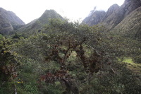 Canon EOS 5D Mark II, 2010:04:27 17:24:01 -- 1/50 sec, f/4.5.  No Flash, Compulsory.5616x3744 Off.