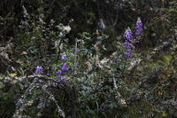 Canon EOS 5D Mark II, 2010:04:27 17:31:03 -- 1/50 sec, f/4.5.  No Flash, Compulsory.5616x3744 Off.