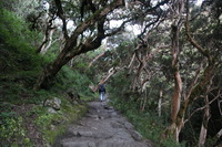 Canon EOS 5D Mark II, 2010:04:28 08:37:14 -- 1/100 sec, f/4.5.  No Flash, Compulsory.5616x3744 Off.