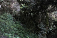 Canon EOS 5D Mark II, 2010:04:28 08:38:56 -- 1/100 sec, f/4.0.  No Flash, Compulsory.5616x3744 Off.