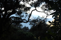 Canon EOS 5D Mark II, 2010:04:28 08:52:43 -- 1/100 sec, f/4.5.  No Flash, Compulsory.5616x3744 Off.