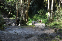 Canon EOS 5D Mark II, 2010:04:28 09:02:06 -- 1/100 sec, f/4.5.  No Flash, Compulsory.5616x3744 Off.