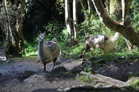 Canon EOS 5D Mark II, 2010:04:28 09:02:23 -- 1/100 sec, f/4.0.  No Flash, Compulsory.5616x3744 Off.